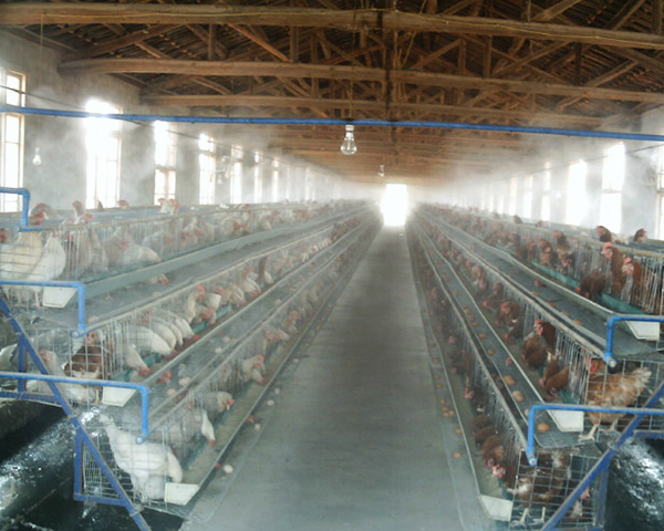 人工喷雾 人工喷雾